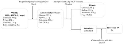 Improved Release of Monosaccharides and Ferulic Acid Using Enzyme Blends From Aspergillus Niger and Eupenicillium Parvum